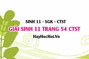 Giải Sinh 11 trang 54 Chân trời sáng tạo SGK